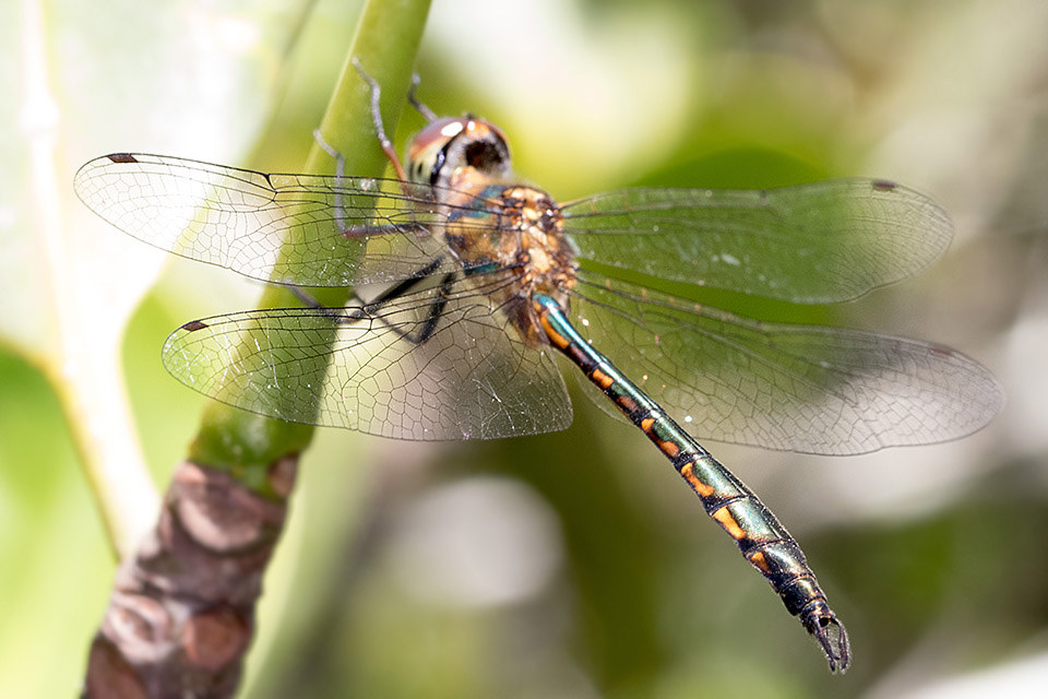 Fat-bellied Emerald (Hemicordulia continentalis)